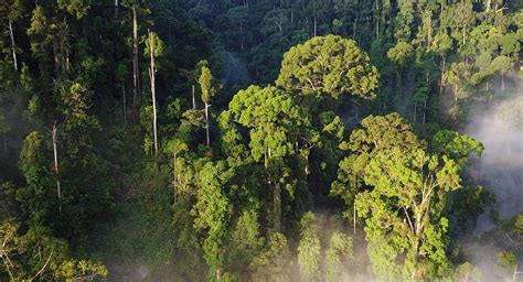 Rainforest Trust Saves Rainforests – Donate Now – .